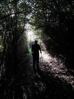 Into the Light