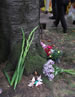 My offering of peace cranes at the memorial cherry tree in Tavistock Square